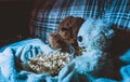 Cozy evening of two bears with popcorn in front of the TV