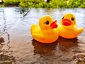 Two toy ducks Royalty Free Stock Photo
