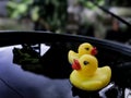two toy ducks Royalty Free Stock Photo