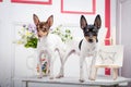 Two toy fox terrier Royalty Free Stock Photo