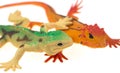 Two toy lizards close together Royalty Free Stock Photo