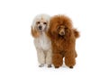 Two Toy Poodle dogs on a white background Royalty Free Stock Photo