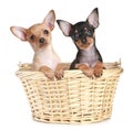 Two toy terrier puppy in wattled basket Royalty Free Stock Photo