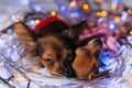 Two Toy Terrier is a yellow New Year`s dog. Royalty Free Stock Photo