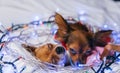 Two Toy Terrier is a yellow New Year`s dog. Royalty Free Stock Photo