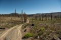 Two Track Trail of Nobels Emigrant Passes Through Area Wiped Out By Forest Fire Royalty Free Stock Photo