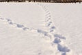 Two tracks in the snow connected further together, selective focus Royalty Free Stock Photo