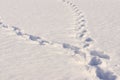 Two tracks in the snow dispersed in different directions, selective focus Royalty Free Stock Photo