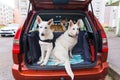 Two trained White Swiss Shepherd dogs sitting inside the rear trunk of the car