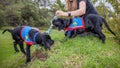 Two trainee Labradore puppies playing before a training session Royalty Free Stock Photo