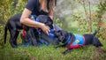 Two trainee Labradore puppies playing before a training session Royalty Free Stock Photo