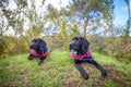 Two trainee Labradore puppies playing before a training session Royalty Free Stock Photo