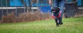 Two trainee Labradore puppies playing before a training session Royalty Free Stock Photo