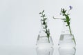 Two transparent glass laboratory science flask with wild purple flower green plant with water on white background Royalty Free Stock Photo