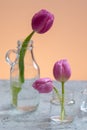 Two transparent vases filled with pink tulip flowers Royalty Free Stock Photo