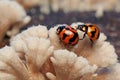 Two transverse lady beetles are foraging on a rotting log overgrown with fungus. Royalty Free Stock Photo