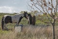 Two travellers brown and white cob horses