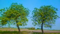 Two tree and blue background amazing look forward.