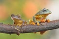 Two tree frog difference species Royalty Free Stock Photo