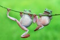 two tree frog Royalty Free Stock Photo