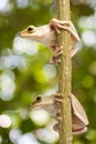 Two, Tree frog Royalty Free Stock Photo