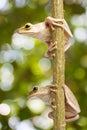 Two, Tree frog