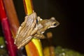 Two tree frog perched Royalty Free Stock Photo