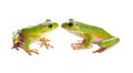 Two tree frogs Royalty Free Stock Photo