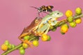 Two tree frogs are hunting for prey on the branches of wild plants that are bearing fruit. Royalty Free Stock Photo