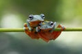 Two Tree Frogs on top of twigs Royalty Free Stock Photo