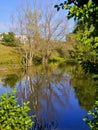 Two tree without leaves reflected in the lake