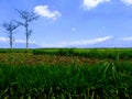 Two tree on rice land