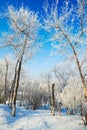 The two tree with rime and snow Royalty Free Stock Photo