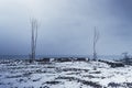 Two tree on a snow covered beach Royalty Free Stock Photo