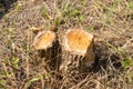 Two tree stumps Royalty Free Stock Photo