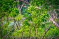 Two Tree Swallow birds perched on a dead branch in front green foliage Royalty Free Stock Photo