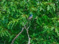 Two Tree Swallow birds perched on a dead branch in front green foliage Tree Swallow birds perched on a dead branch in front of an Royalty Free Stock Photo