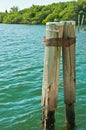 Two tree trunks cabled at top and sunk into muddy bottom