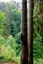 Two tree trunks pine woods Royalty Free Stock Photo