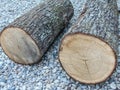 Two tree trunks. wood concept Royalty Free Stock Photo