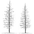 Two trees Royalty Free Stock Photo