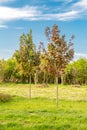 Two trees of Acer platanoides Deborah