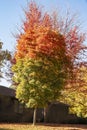 Two trees with autumn leaves that look like a flame with red at the top and green at the bottom in front of dark house Royalty Free Stock Photo