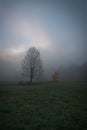 Two trees in the autumn mist Royalty Free Stock Photo