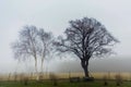 Two trees with benches in morning fog Royalty Free Stock Photo