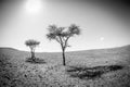 Two Trees Black and White, Morocco