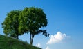 Two trees and blue sky Royalty Free Stock Photo