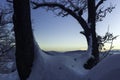 Two Trees in Cold Freezy Morning Royalty Free Stock Photo