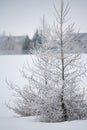 Two frosty trees in winter landscape. Royalty Free Stock Photo