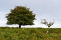 Two trees on Dartmoor